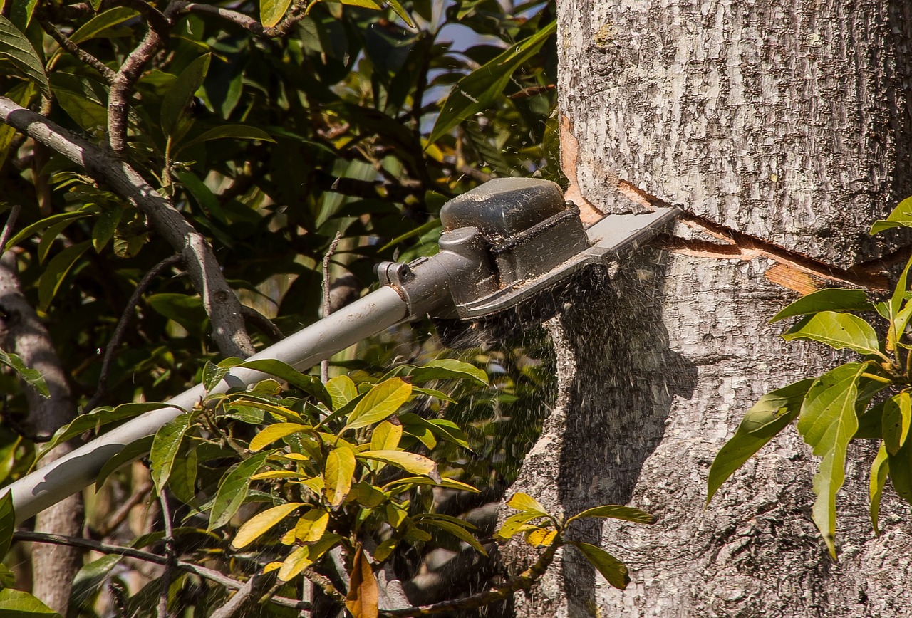 Fruit Tree Pruning Basics